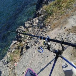 一年ぶりのアオリイカ